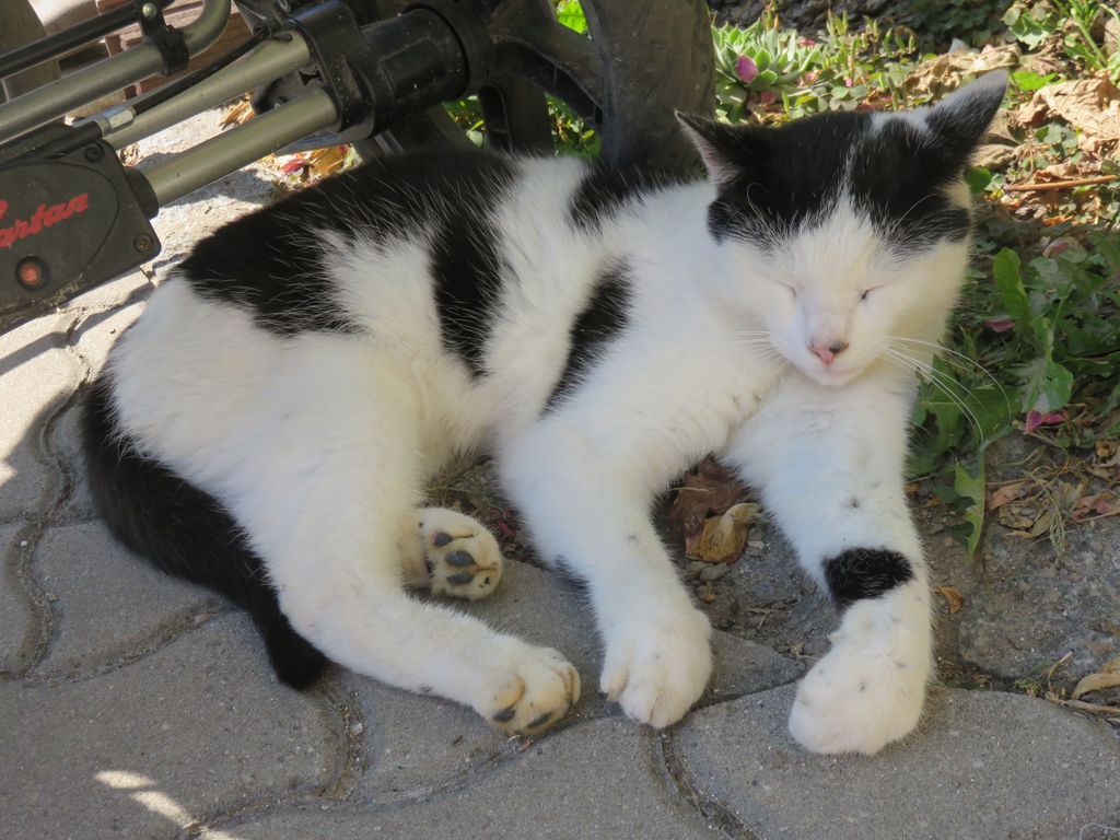 Katze am Hof