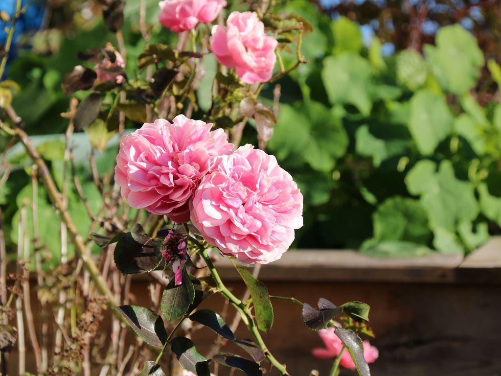 Blumen
