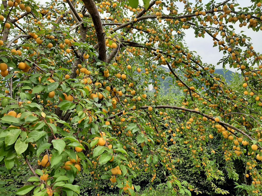 Griachalernte gelb