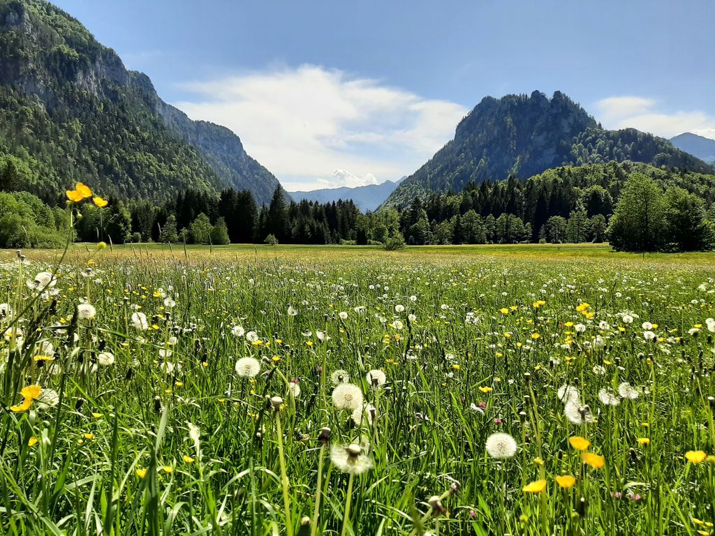 Sommerwiese