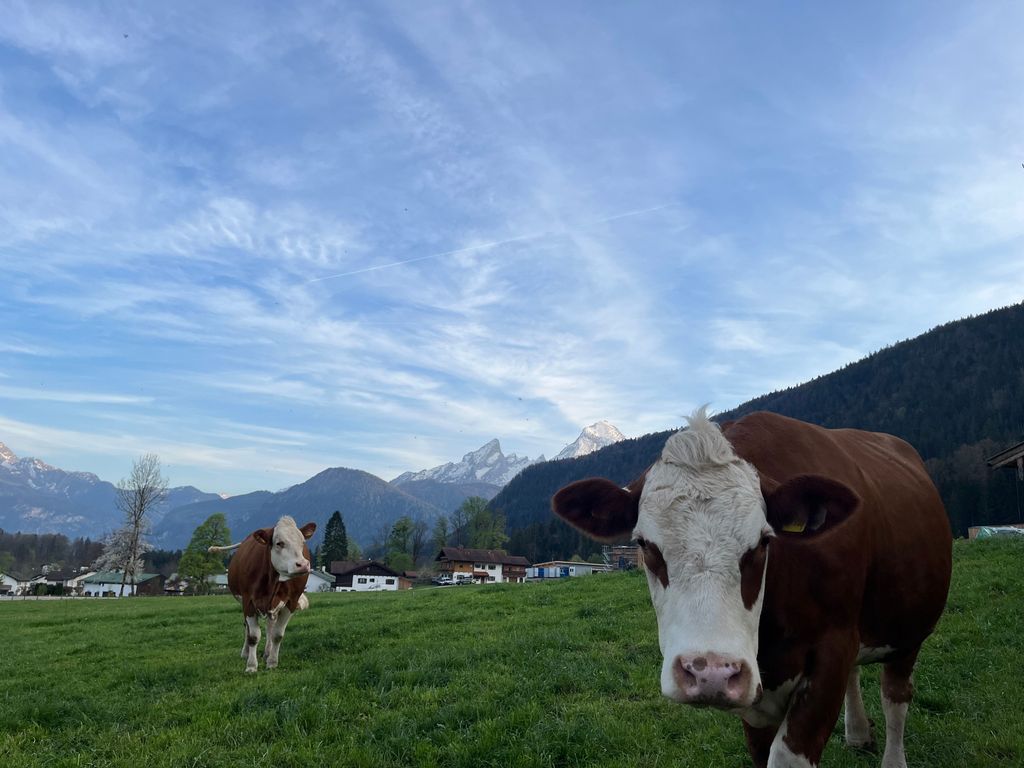 Kühe mit Aussicht