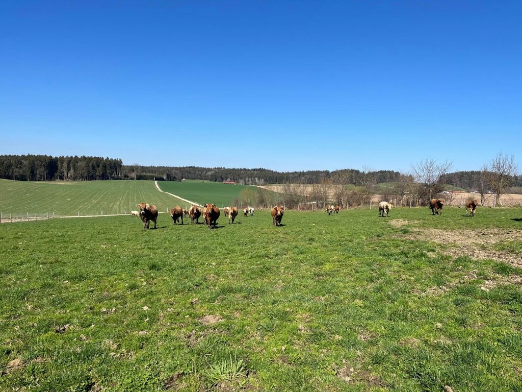 Unsere Rinderweide