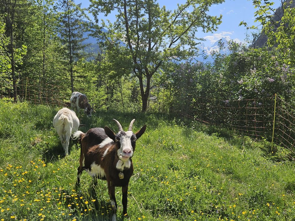 Ziegen Resi, Franzi und Heidi