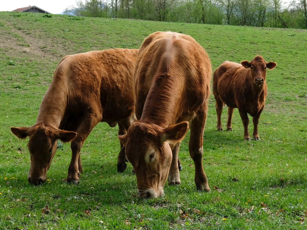 Kühe