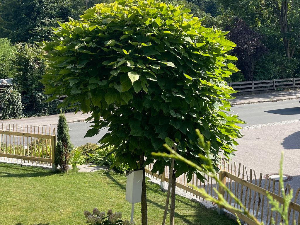 Blick in den Garten