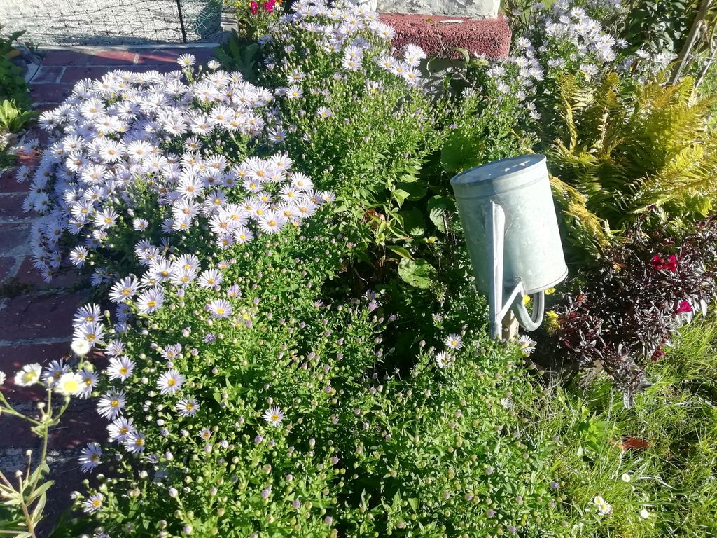 Herbstblumen