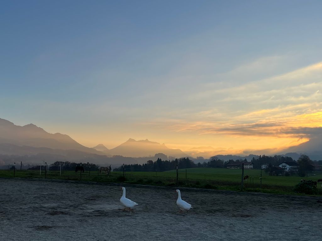 Die Gänse auf dem Weg in ihren Stall