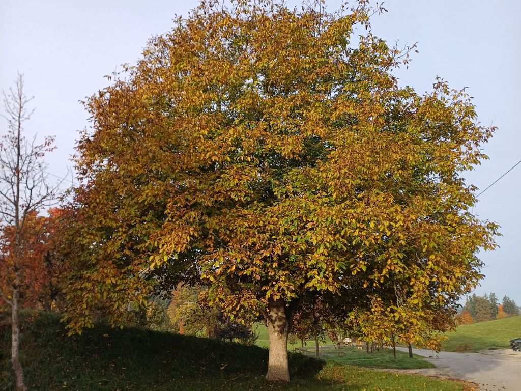 Nussbaum