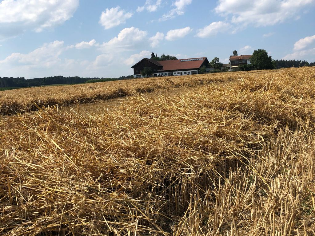Getreidefeld mit Unterkunft