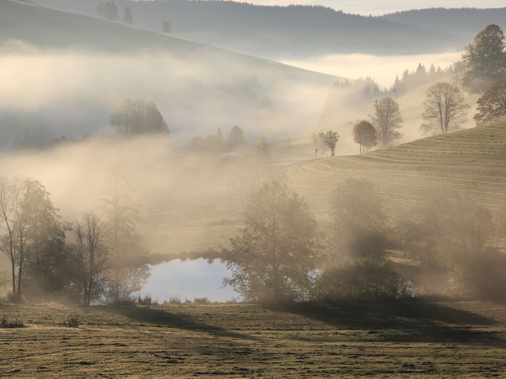Waldau im Nebel