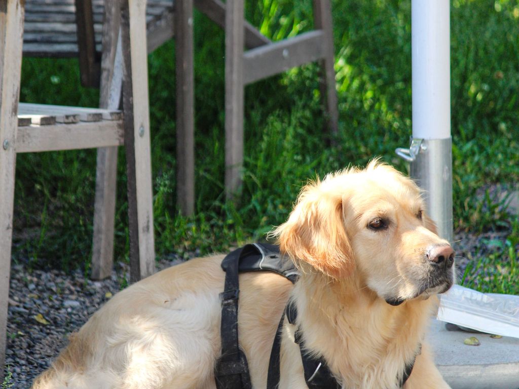 Hunde wilkommen
