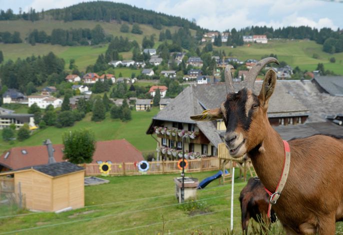 Bild 13