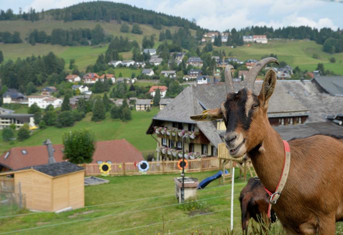 Bild 13