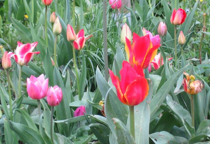 Bild 12