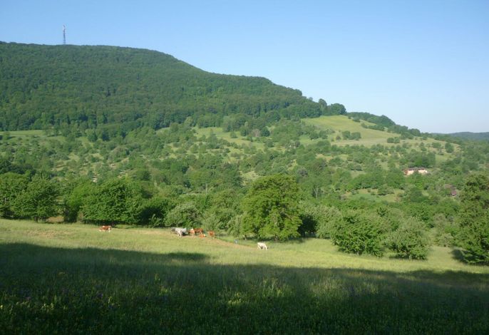 Bild 11