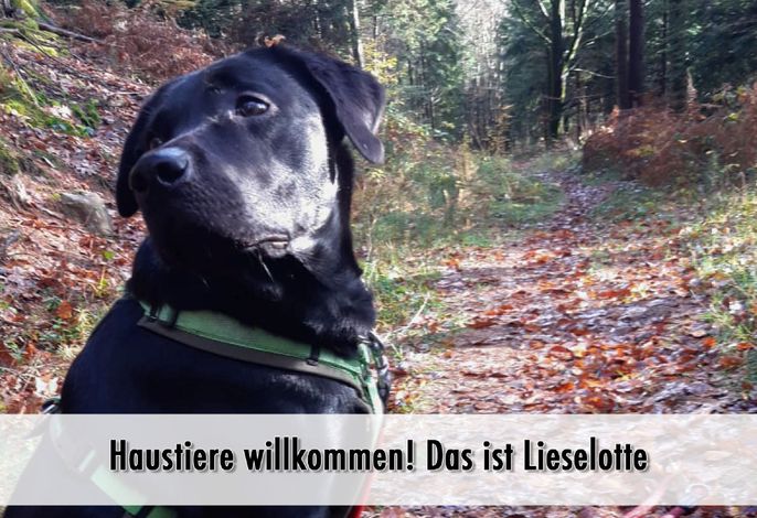 Bild 26