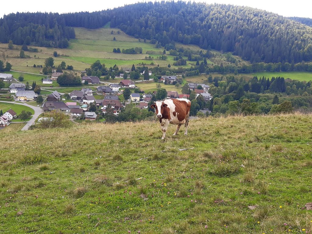 Das Schwarzwaldhotel
