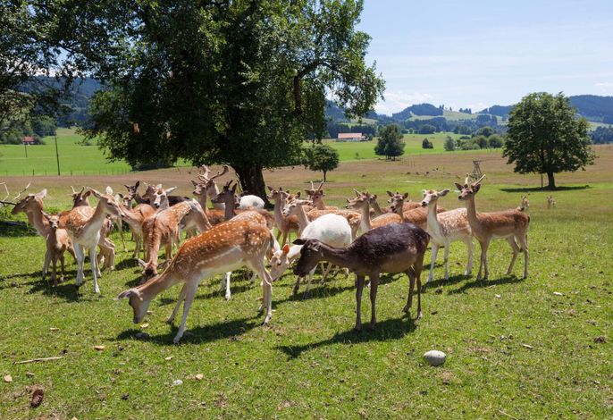 Bild 9