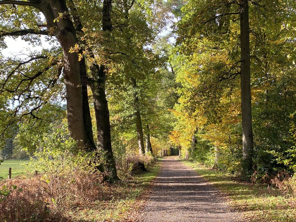 Wald