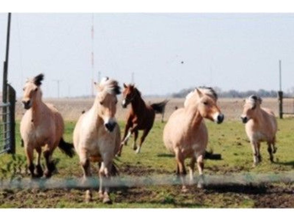 Maack, Reit- und Ferienhof