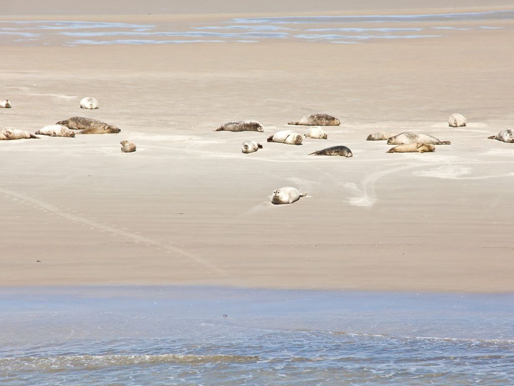 ... entspannte Seehunde