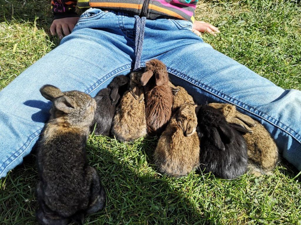 Hasenfamilie ganz nah.