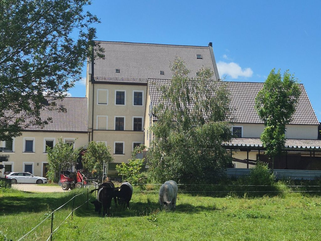 Blich auf unsere Galloway-Rinder und das Mühlengebäude
