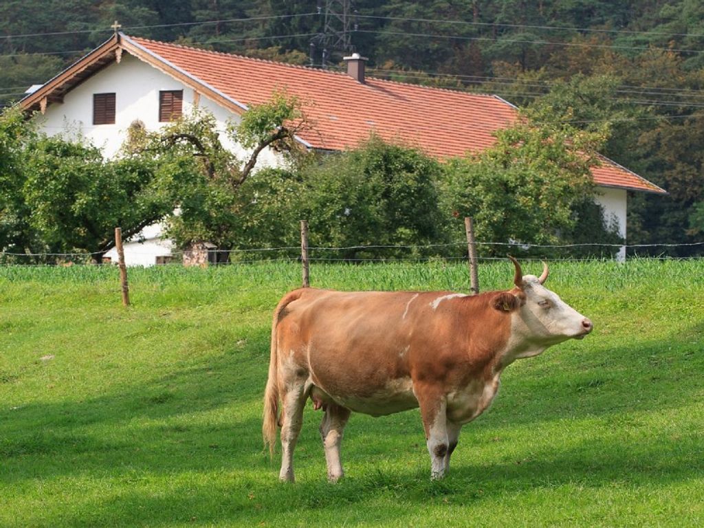 aufderweide
