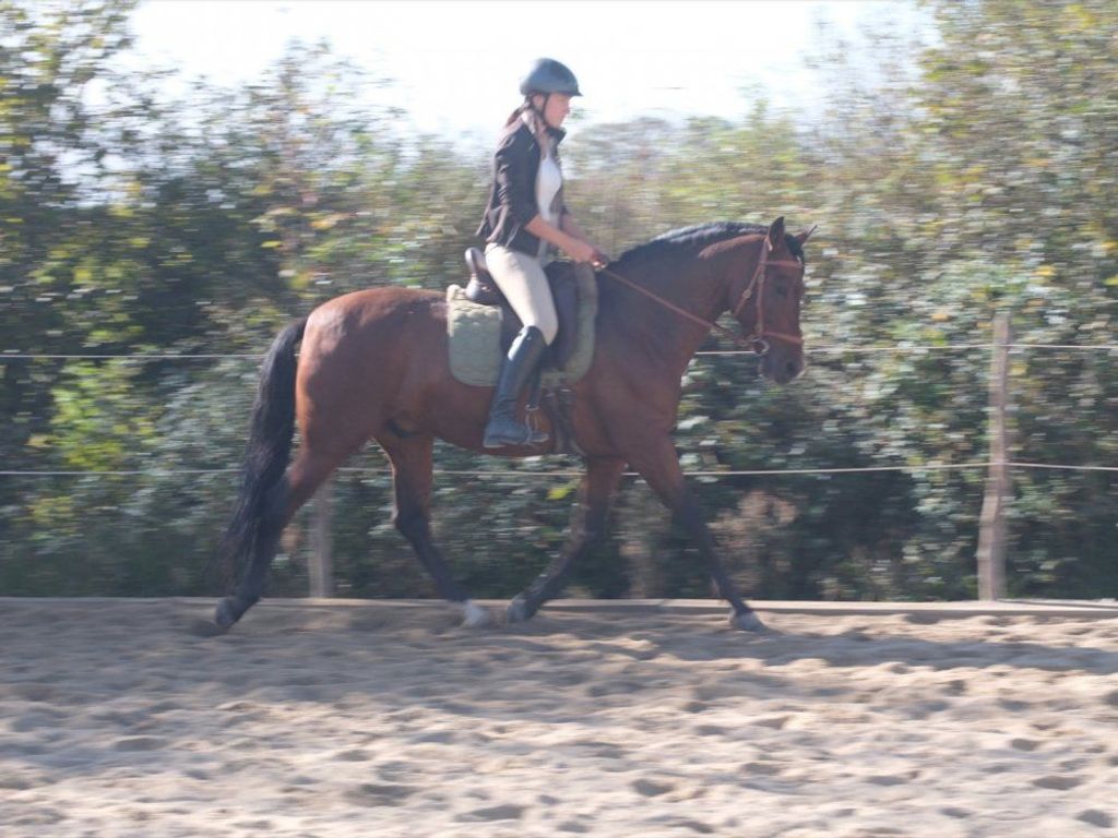 Reiten