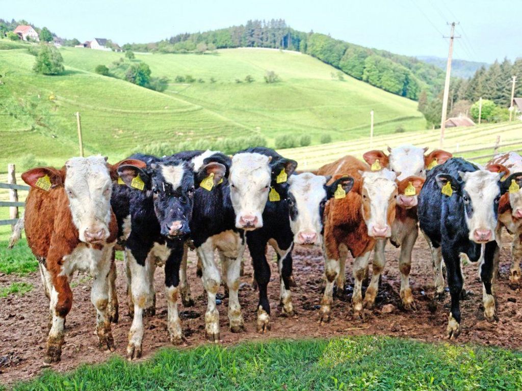 Rinder auf der Weide