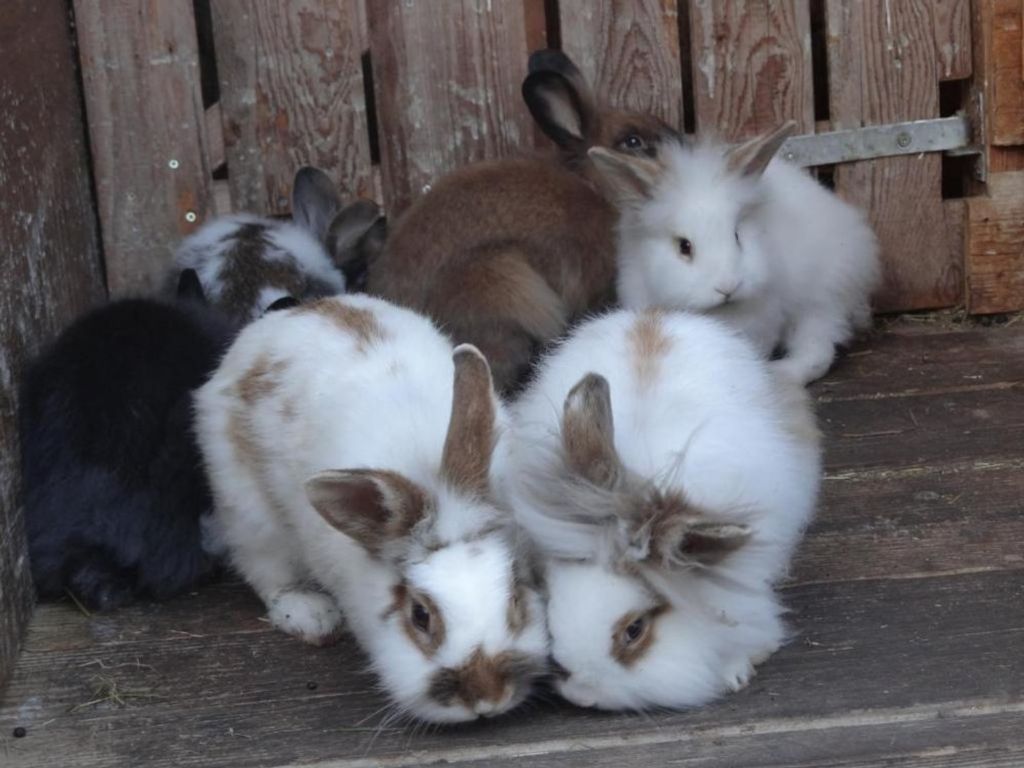 Unsere Tiere
