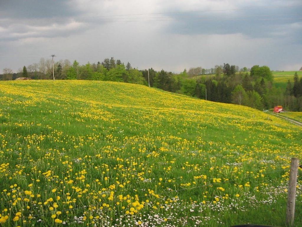 Frühling