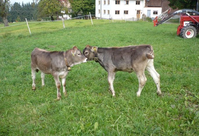 Bild 15