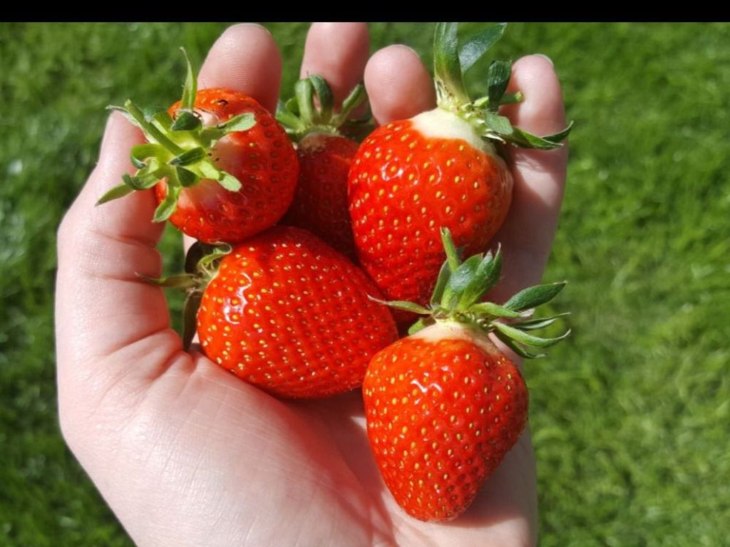 Erdbeeren