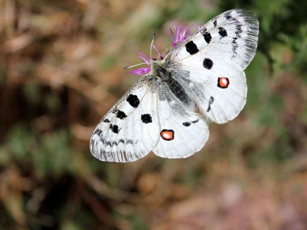 Apollofalter