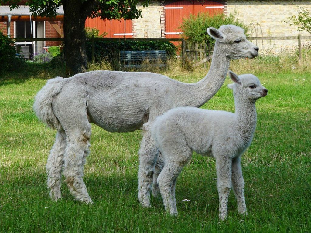 Alpaka Mutter und Kind