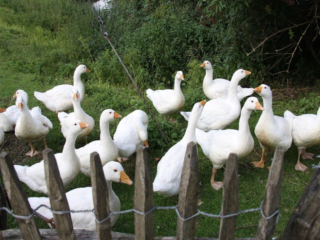 Unsere Gänse