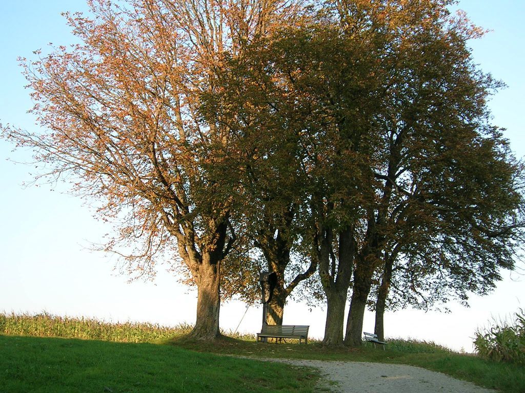 Mesnerhof