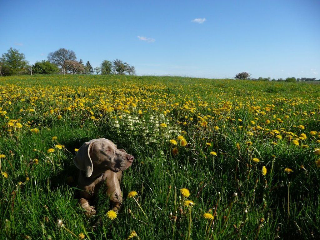 Familienhund Frieda