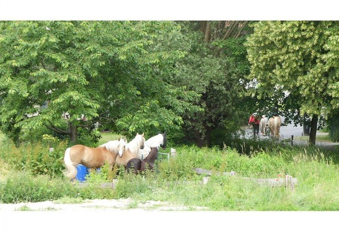 Bild 17
