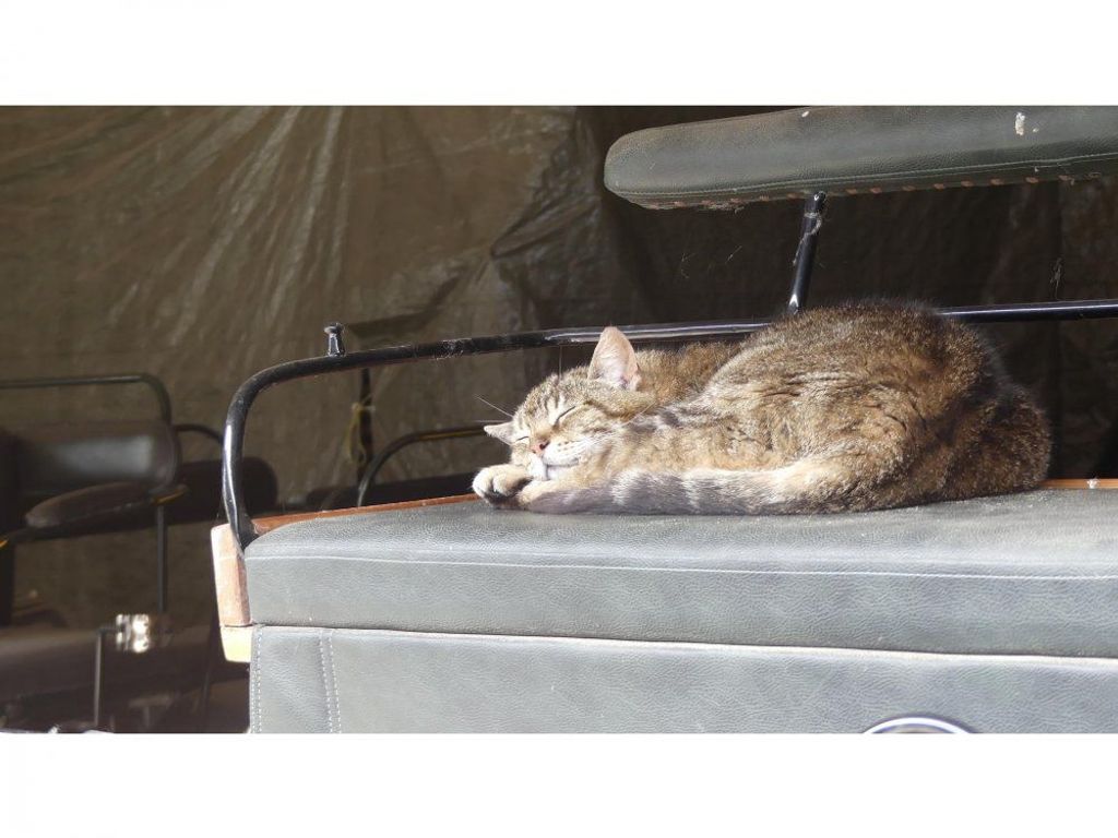 Ruhe für den Kater