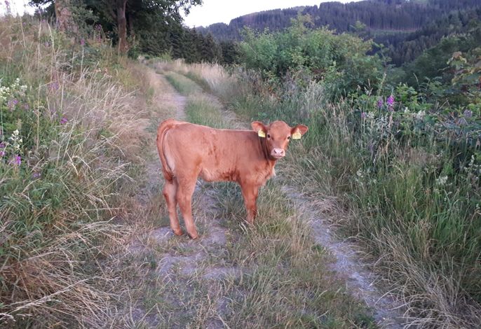 Bild 13