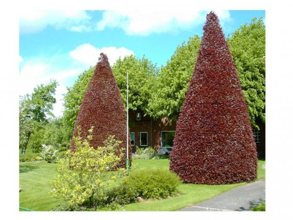 Blutbuchenhof