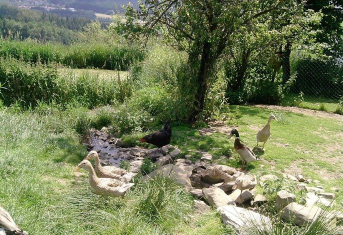Bild 39