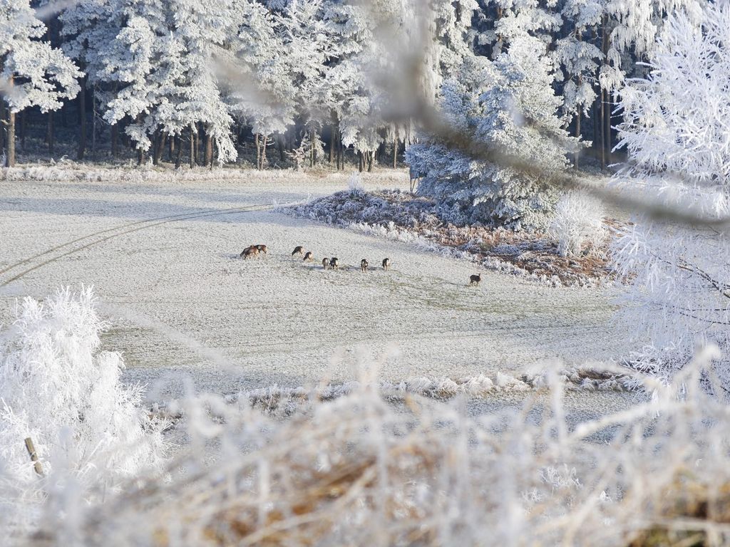 Winteridylle: Muffelwild im Schnee