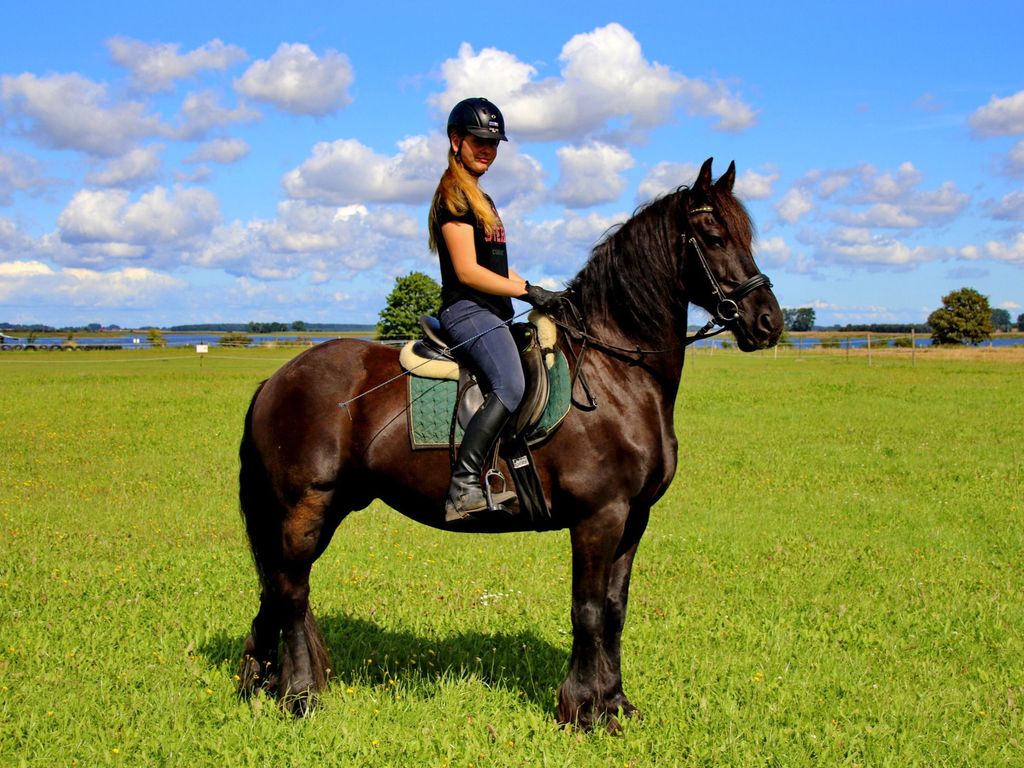 Reiten - Friese