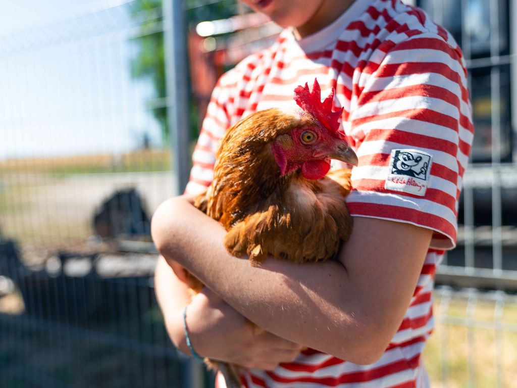 Huhn-21 © C- Ferienhof Häckler