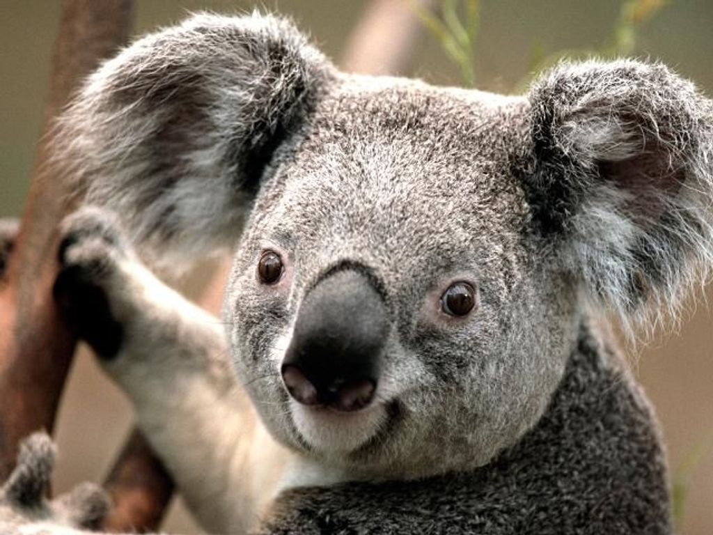 Testbild