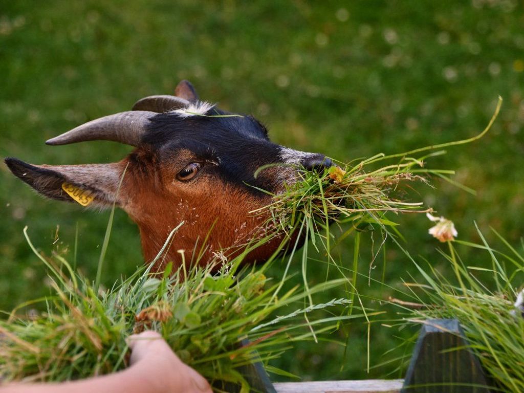 Lecker Gras