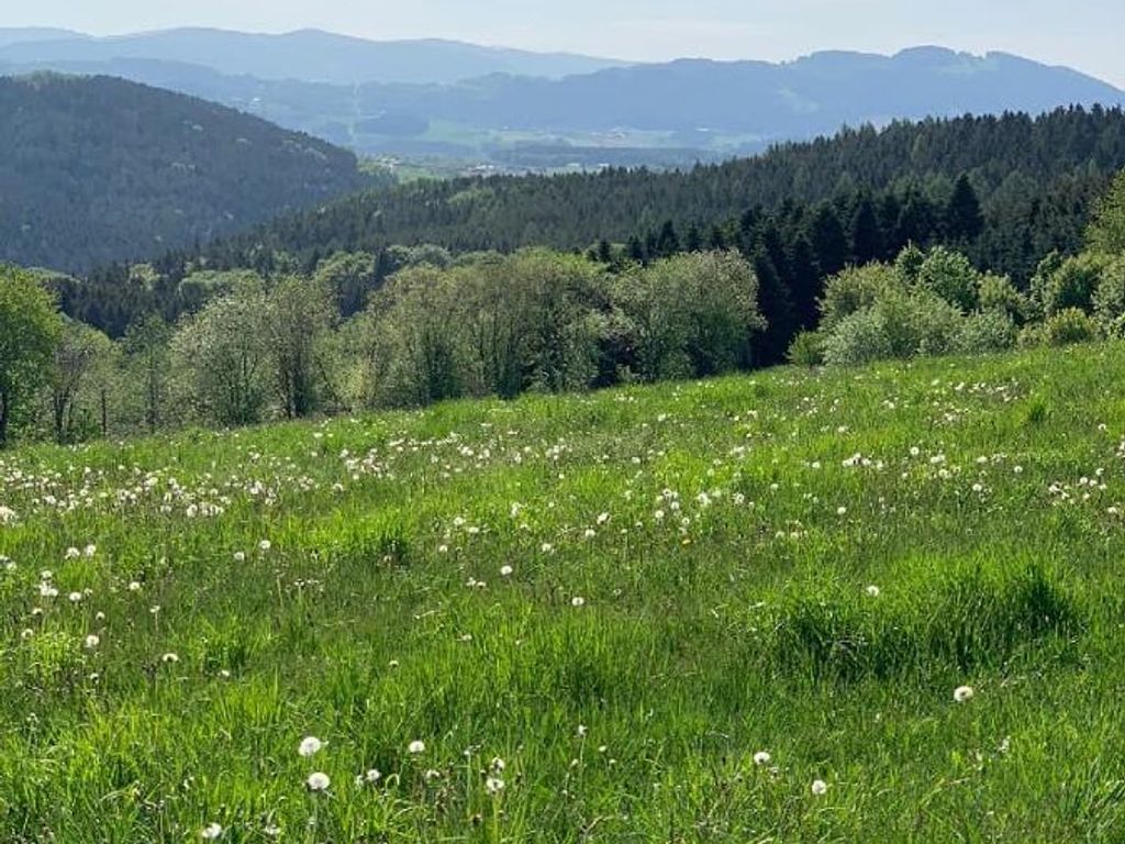 Wald und Wiese
